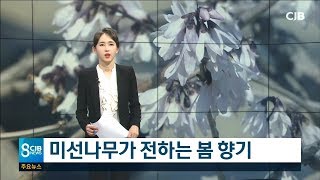 미선나무가 전하는 봄 향기