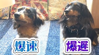 食べるスピードが段違いなカニンヘンダックス姉妹【妹犬、爆速】