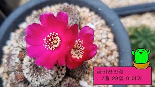 금비선인장 7월 23일 이야기 [기선옥 외]