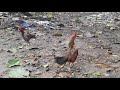 ayam mangon bulbi dihadang ayam bangkok si jengger wilah di kebun samping rumah !!! sempat tegang !!