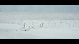 Łabędź Krzykliwy (ang-Whooper swan, łac-Cygnus cygnus)