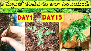 కొమ్మలతో కరివేపాకు ఇలా పెంచేయండి,How to grow Curry Leaf plant from cuttings, karivepaku#curryleaves