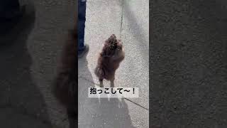 百獣の王獅子丸♂すぐ抱っこされたがる甘えん坊や