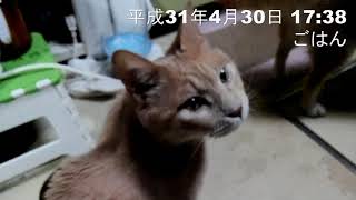 都内一人暮らし男が拾った子猫のその後④　ちゃとまるの令和改元編 (2019)