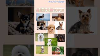 【必見】長生きする犬種ランキングTOP10 #shorts #ペット #犬