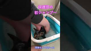 カラスに襲われて低体温で保護した子猫を初めてシャンプーしてみた #Shorts