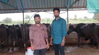 30 म्हशींचा गोठा महिना लाखोंचा नफा | Murrah Buffalo Farm Pune | Dairy Farming Maharashtra