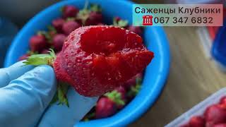 Купить саженцы🍓Клубники от производителя//Купить рассаду клубники ранних и поздних сортов.