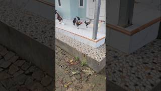 Kebiasaan pasti banyak ayam di depan rumah rusdan