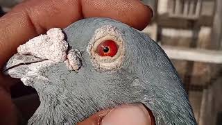 important #racer homar pigeon..Amit bhai faridabad shok subscribe like cmnt spot#pigeon#viral #video