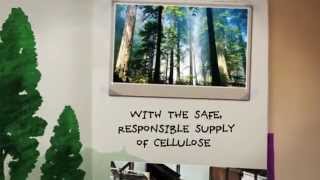 Sustainability: our commitment to environment and people | Sofidel