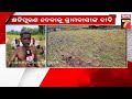 malkangiri flood news ବନ୍ୟା ପାଣିରେ ଉଜୁଡ଼ି ଯାଇଛି ଧାନ ଫସଲ କ୍ଷତିପୂରଣ ଦେବା ପାଇଁ ଗ୍ରାମବାସୀଙ୍କ ଦାବି