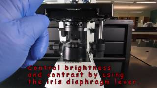 Use of the Microscope - Preliminary Tips