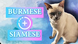 Meet the Tonkinese Cat Breed