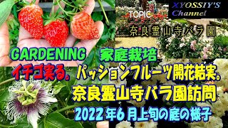 【XYOSSIYのライフチャンネル】2022年６月上旬の様子　パッションフルーツ開花結実、マシなイチゴ収穫、奈良霊山寺バラ園訪問