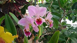 Cattleya percivaliana – \