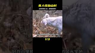 河南山村出現食人怪，羊群尸體遍地，連花豹毒蛇都死于非命？ #动物大战 #动物奇闻 #动物报恩 #动物袭击 #动物趣事