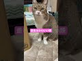 ダンボールにイタズラする猫