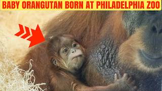 Philadelphia Zoo Welcomes Critically Endangered Baby Orangutan!