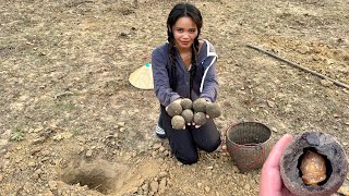 Digging for dung beetles to make soup ขุดเบ้าขี้วัวใผ่แน่เคยกิน