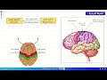 مراجعة و ملخص الاتصال العصبي 4 متوسط مراجعة اختبار علوم طبيعية 4 متوسط الفصل الثاني