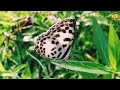 butterflies ladybugs grasshoppers and skippers @coj.island