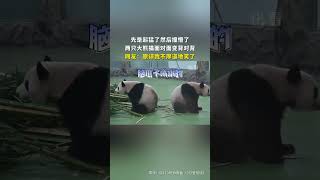 【起猛了！#兩隻大熊猫面對面變背靠背】近日，四川，兩隻大熊猫吃飯時突然起身，迎頭相撞，隨後從面對面轉身變成了背對背。 網友：大熊猫們先是起猛了然後撞懵了