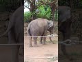 第5波越え💛①インドゾウ・印度象・リュウカちゃん★便利なお鼻・indian_elephant・・・沖縄こどもの国・okinawa zoo u0026 museum 20210929