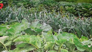 Proper arrangement of vegetables in the garden. This should be taken into account.