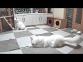 子猫ライブカメラ🐱kitten live stream🐱ノルウェージャンとチンチラ🐱