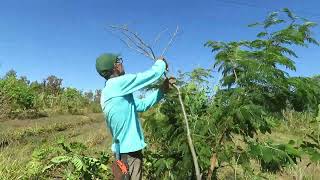 Água se planta 2 - Episódio 4 - Como manejar árvores plantadas em alta densidade.