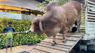 Biggest Brahman Cow Unloading 2023 | Qurbani Bulls of Shaker Bhai From Sadeeq Agro | Big cow 2023