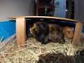 how do my guinea pig spend cold winter nights 기니피그들은 추운 겨울밤을 어떻게 보낼까