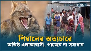 শহরে নতুন আতংক , শিয়ালের উৎপাত | Fox Attack | Testicular | Dhaka Post News