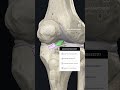 conoces esta estructura tan importante en la rodilla comenta píldorasanatómicas anatomiafacil