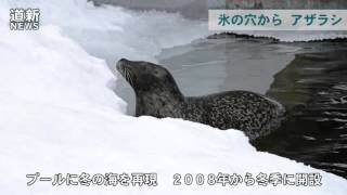 あざらし館に「流氷ひろば」　旭山動物園