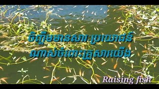 ចិញ្ចឹមមានសារៈប្រយោជន៍ណាស់ចំពោះគ្រួសារយើង | Primitive