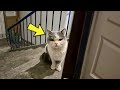 Stray Cat Arrives At Woman's Door And Refuses To Leave – She Calls 911 After It Starts Doing This!