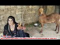 बकरी भंवरी देवी की लड़ाई भंवरी की bhanwari devi comedy 2023 bhanwari devi bhanwari devi comedy