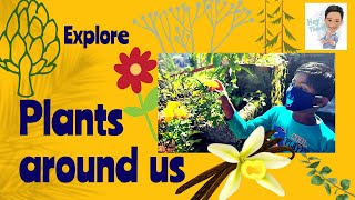 Exploring different kinds of plants around us Intresting EVS activity for Kids