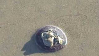 Time Lapse Sand Dollar moving accross the sand