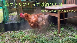 にわとりが砂浴びをして放心状態となる