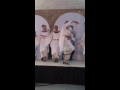 Adult Debke St Ephrem Lebanese Festival 2016