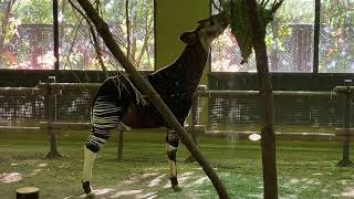 オカピ食事　オカピのいる動物園はよこはま動物園ズーラシア　オカピ/Okapi/奥卡皮/Okapi/오카피/Okapi/Окапи/ओकापी/اوكابي