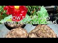 How To Lift And Store Begonias, How To Store Begonia Over Winter, Get Gardening