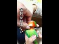 噛むインコ　biting parakeet