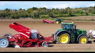 GRIMME gb-430 POTATO planting 2024 Spillanes