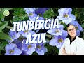 TUMBÉRGIA AZUL - PANC,  indicada DORES, FRATURAS, HEMORROIDAS, ação ANTI-INFLAMATÓRIA e ANALGÉSICA.