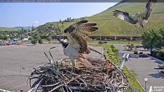 Louis comes to the nest followed by a female  2019 06 01