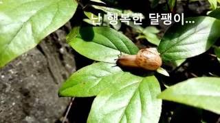 [신천지 shincheonji] 난 행복한 달팽이...